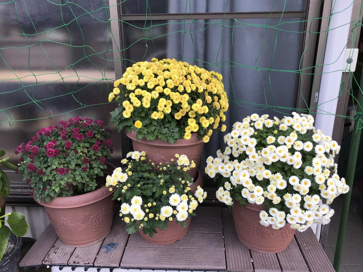 小菊 の 育て 方