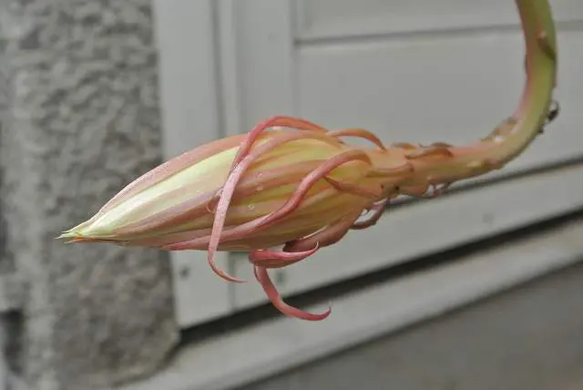 月下美人開花｜そだレポ（栽培レポート）byひよこの園芸