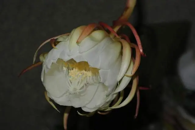 月下美人開花｜そだレポ（栽培レポート）byひよこの園芸