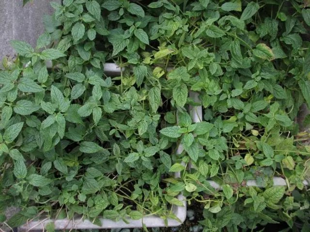 ちょろぎ 植付けから収穫まで|そだレポ(栽培レポート)byまつ ちょろぎ 植付けから収穫まで|そだレポ(栽培レポート)byまつ