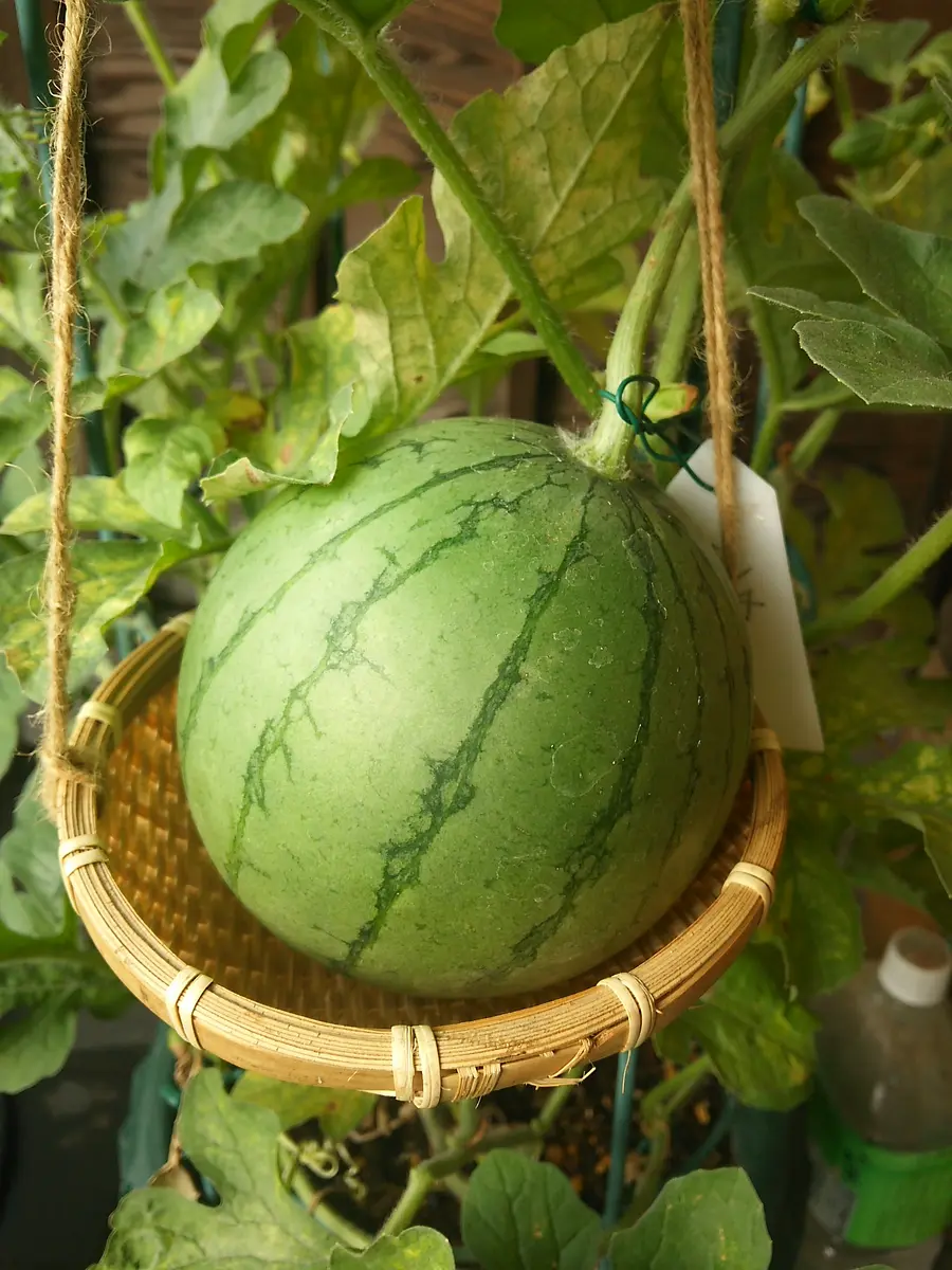 鉢植えスイカ🍉｜そだレポ（栽培レポート）byリムナンテス｜みんなの