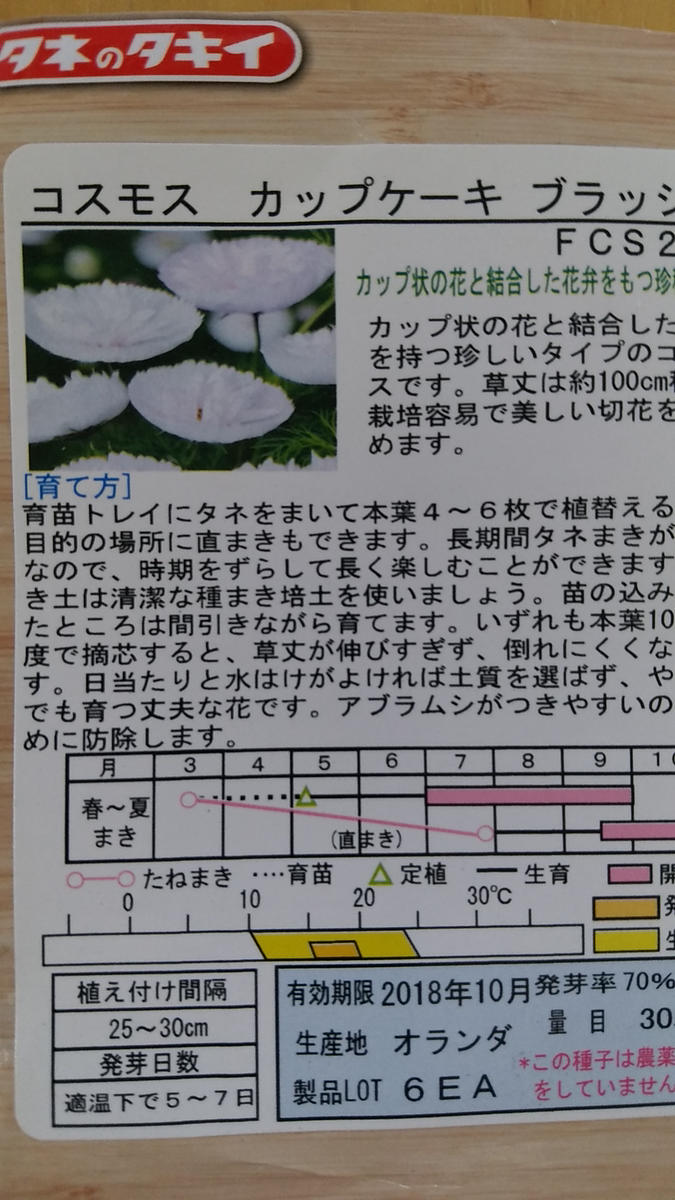 秋にコスモスが見たい😆｜そだレポ（栽培レポート）byあきべー
