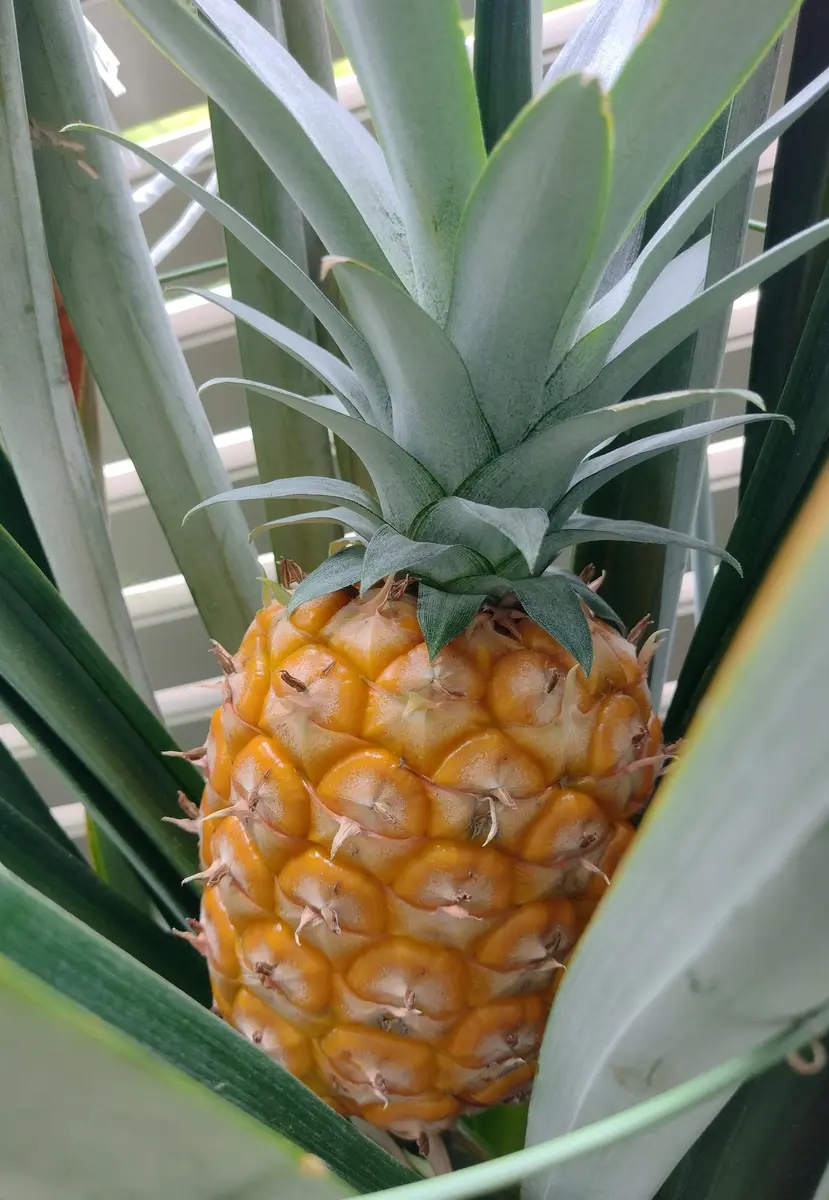 パイナップル株植物