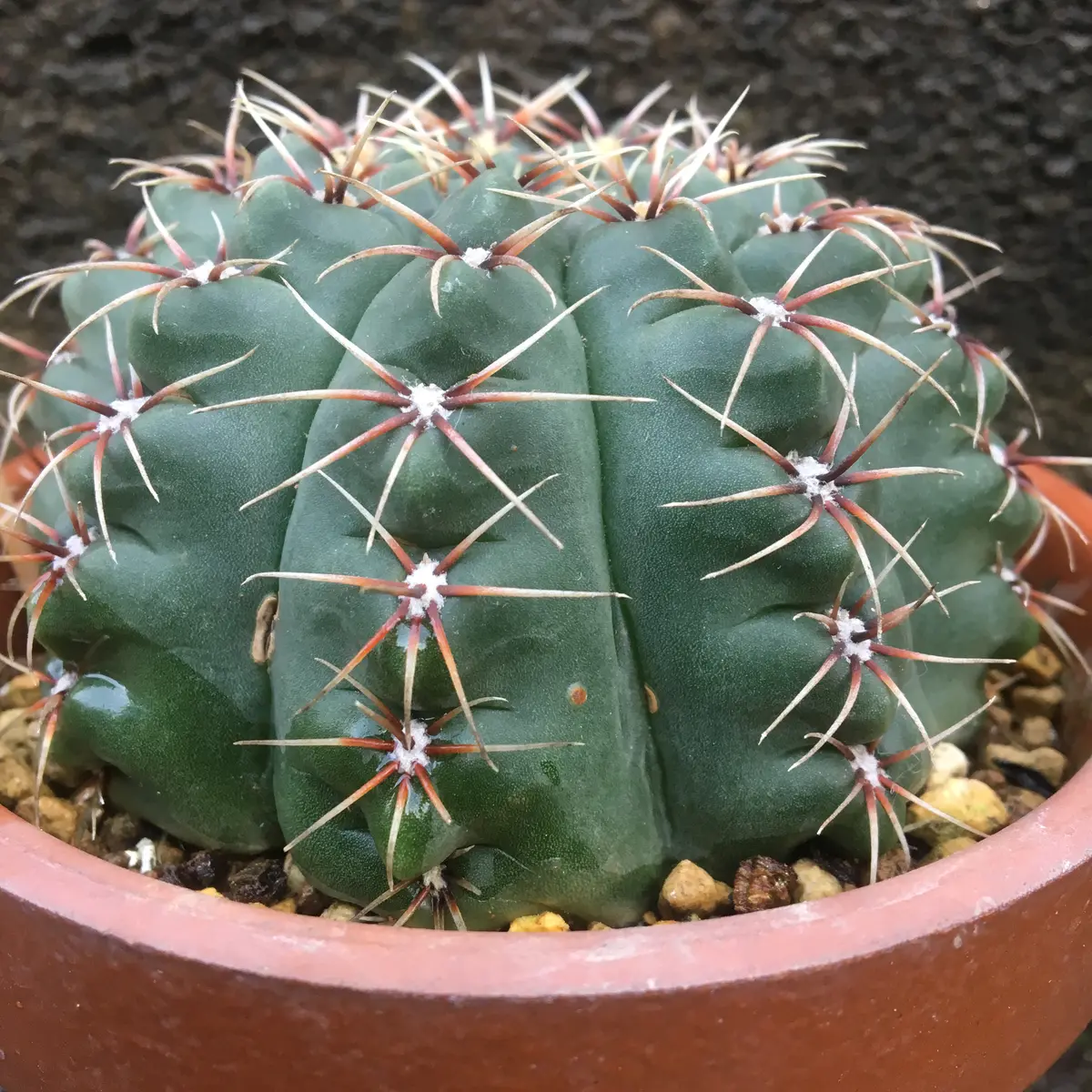 🌺✨花サボテン「緋花玉(ひかだま)」ギムノカリキウム属｜そだレポ