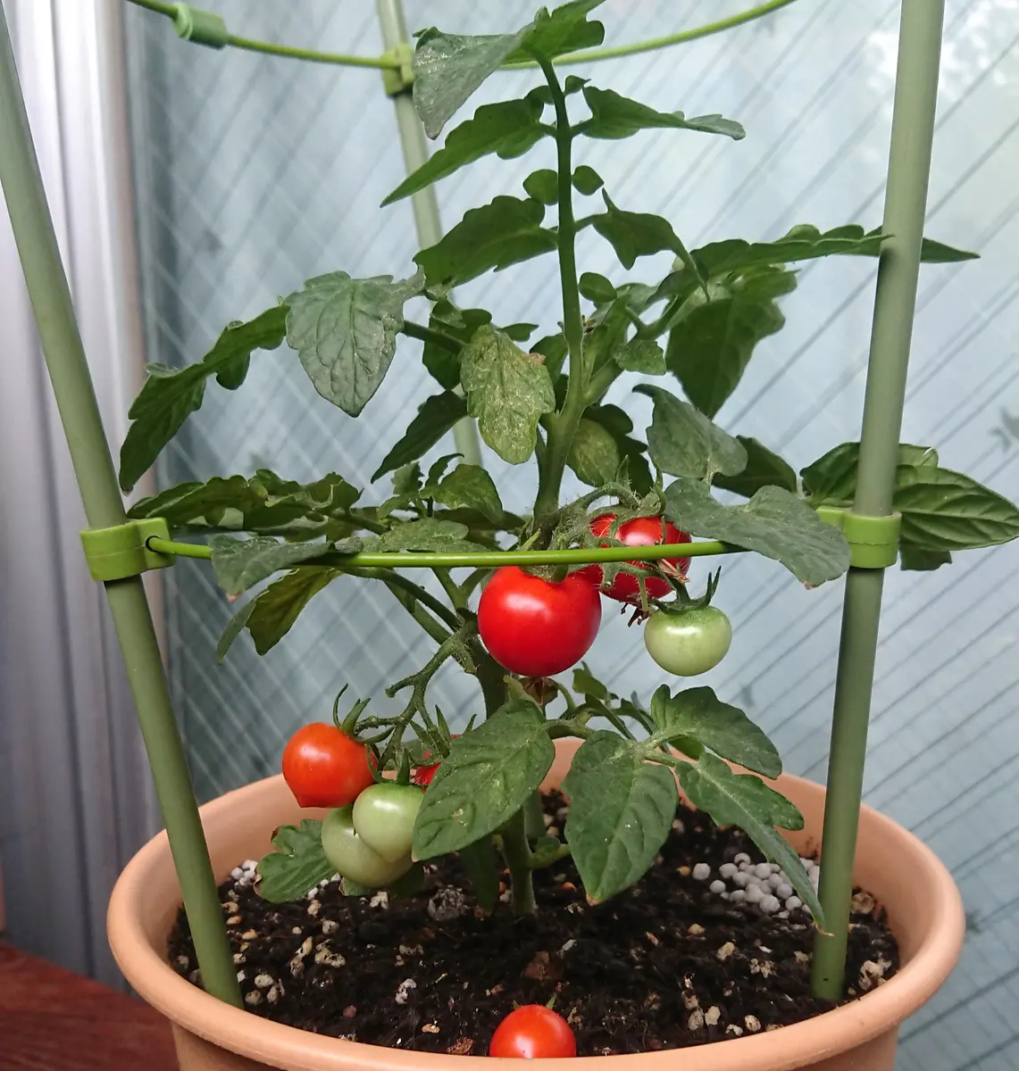 ドワーフトマト プリティベル｜そだレポ（栽培レポート）byClinoChlore