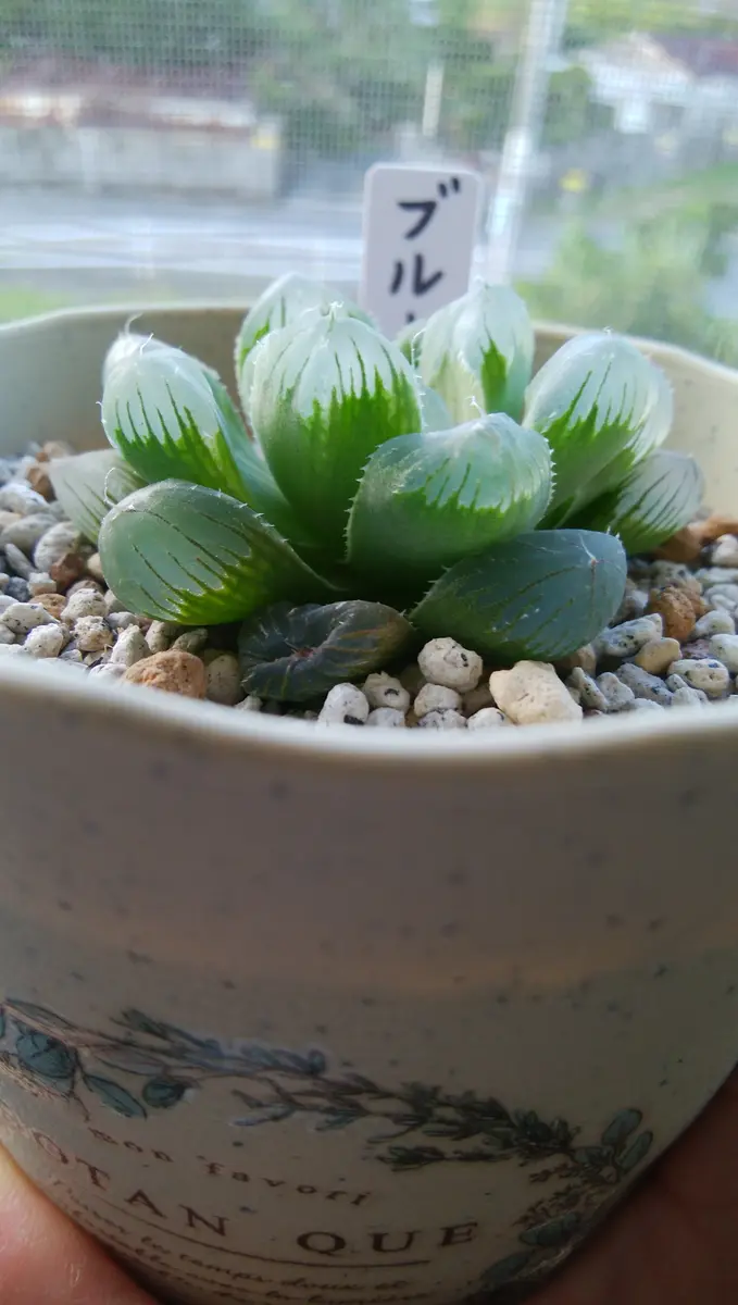 ハオルチア ブルーレンズ錦 （多肉植物 ハオルチアブルーレンズ