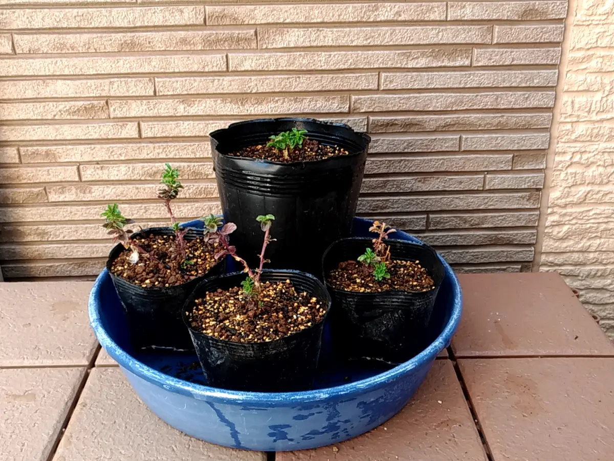 ビオラの挿し芽(夏越しとその後の開花)｜そだレポ（栽培レポート）byだ