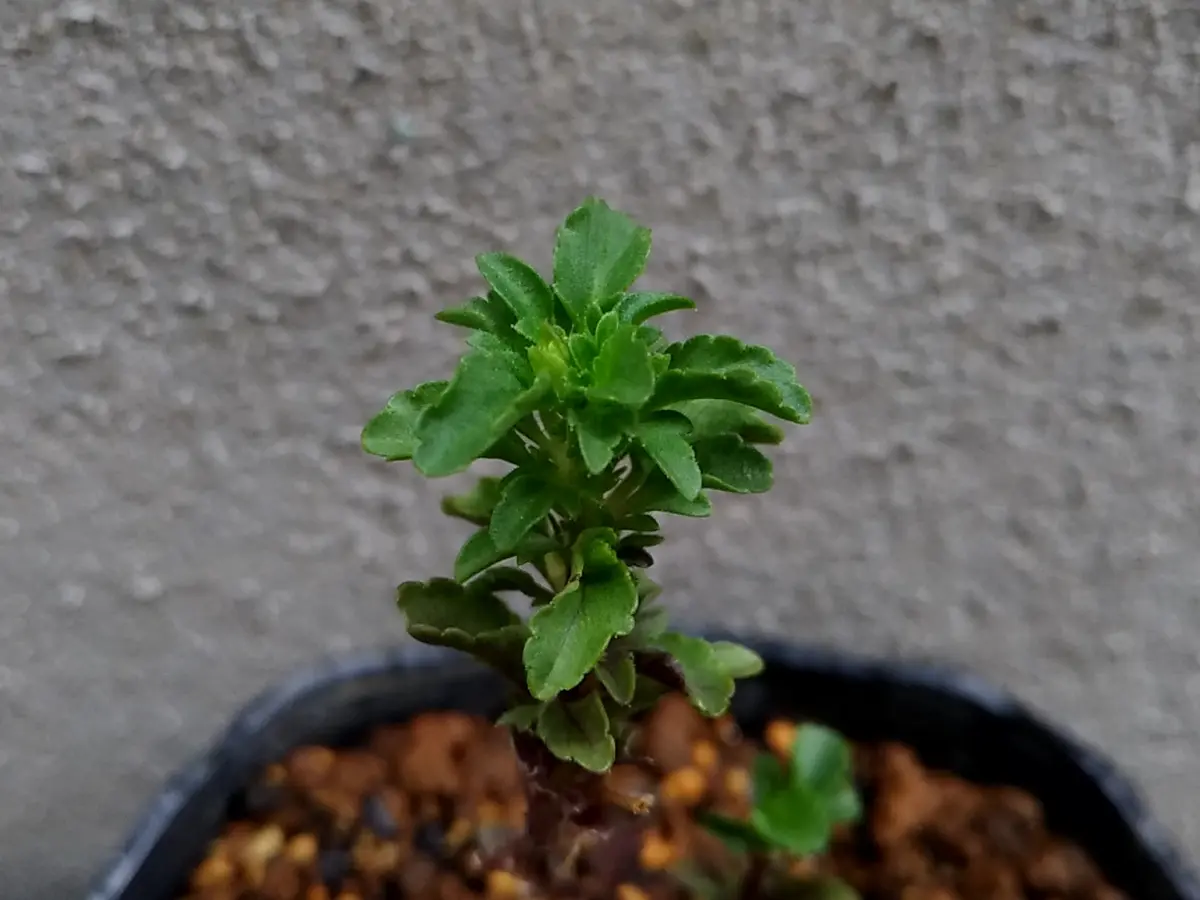 夏用挿し穂 パンジーとビオラを挿し芽で増やす②】夏越し前提 季節外れの