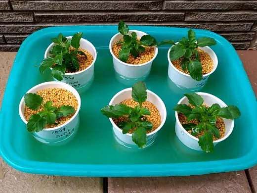 夏用挿し穂 Careful instructions on how to take azalea cuttings using