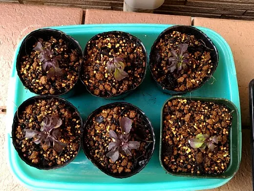 夏用挿し穂 パンジーとビオラを挿し芽で増やす②】夏越し前提 季節外れの