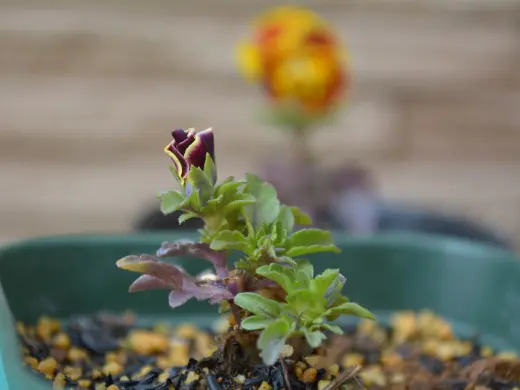 夏用挿し穂 Careful instructions on how to take azalea cuttings using