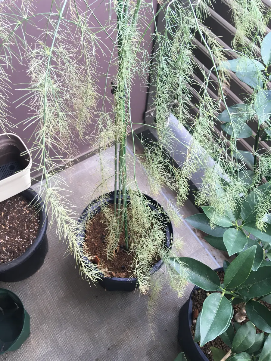 1.プランターで育てるアスパラガス｜そだレポ（栽培レポート）by