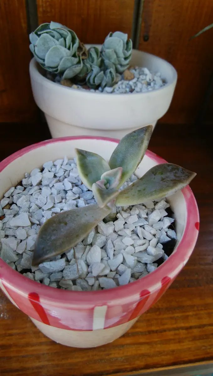 1から古紫！（小紫でした😅）｜そだレポ（栽培レポート）byぷぅに