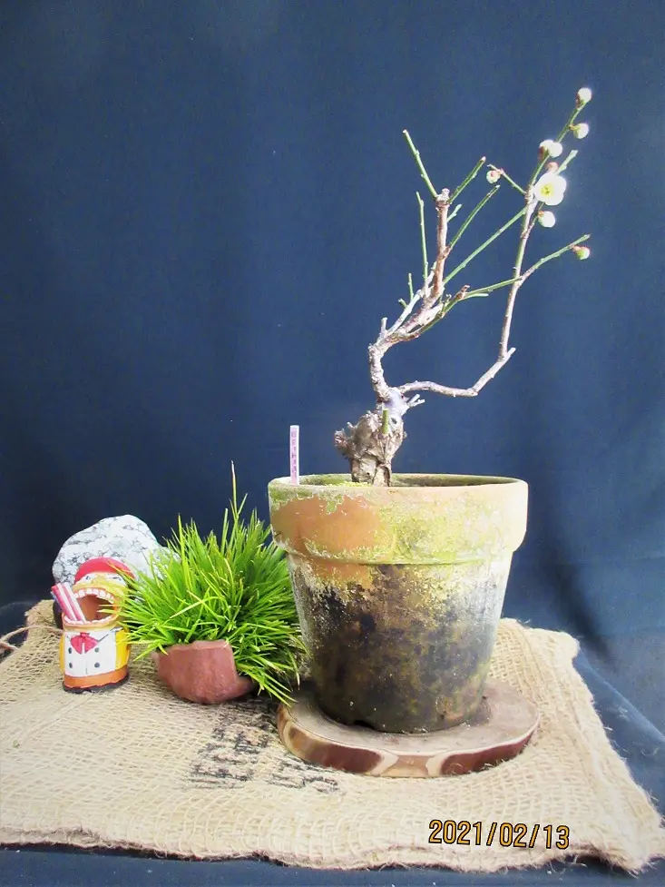 甲州野梅の花、匂い、挿木は、体感できるか？｜そだレポ（栽培レポート