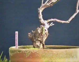 甲州野梅の花、匂い、挿木は、体感できるか？｜そだレポ（栽培レポート