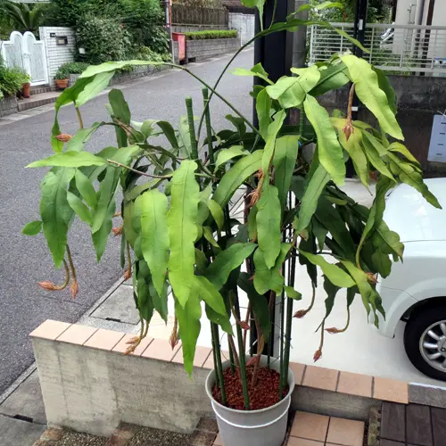 てなグッズや 月下美人の鉢植え｜そだレポ（栽培レポート）byTomcat-m その他