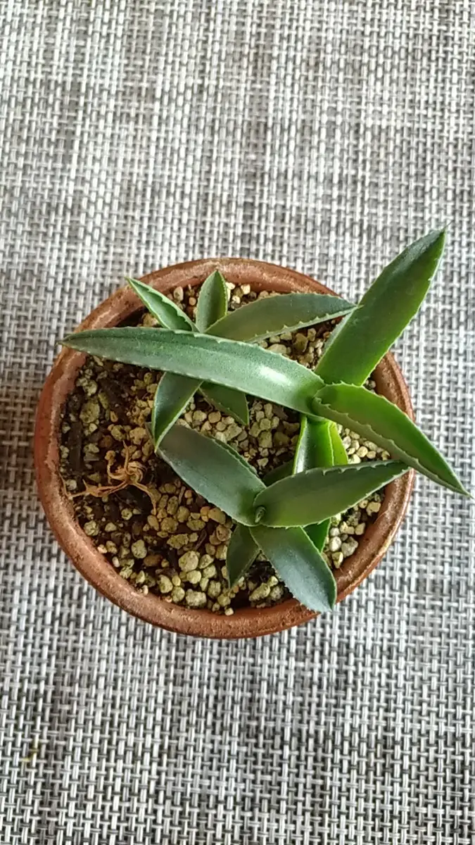 アガベ ネオメキシカーナ アガベ パリー・ネオメキシカーナ Agave