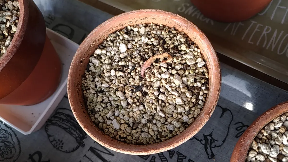 大型】飛龍ステラータ※発根済み