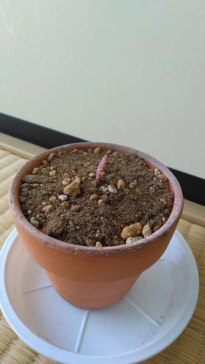 ユーフォルビア シミリラメア【実生苗】 塊根植物・コーデックス