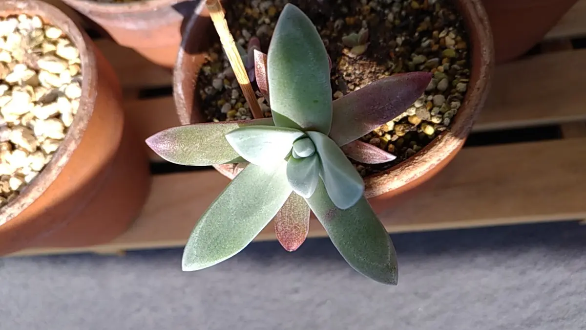 レポ終了】ダドレア御剣実生#1｜そだレポ（栽培レポート