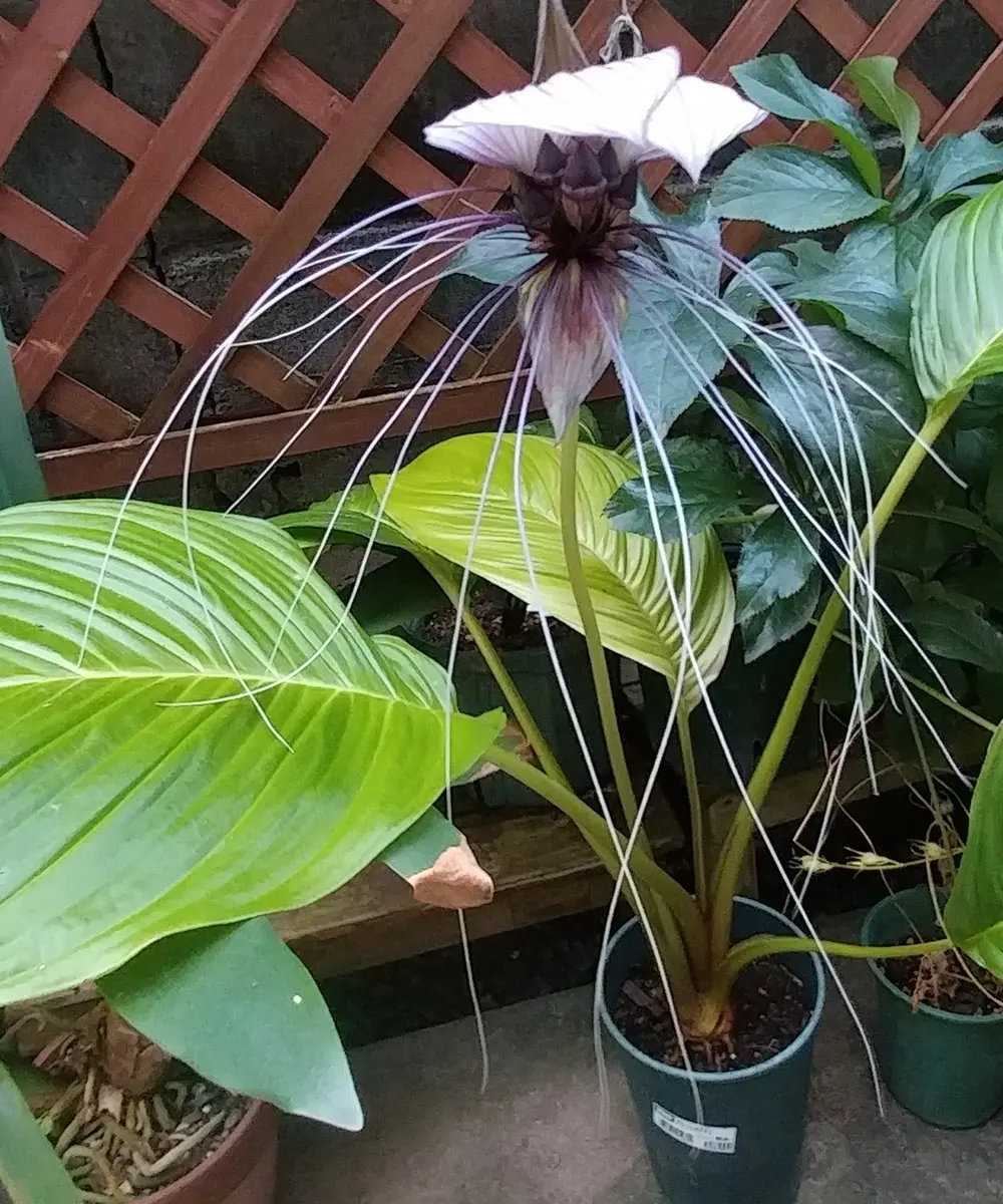 超変な花「タッカ インテグリフォリア」間もなく開花