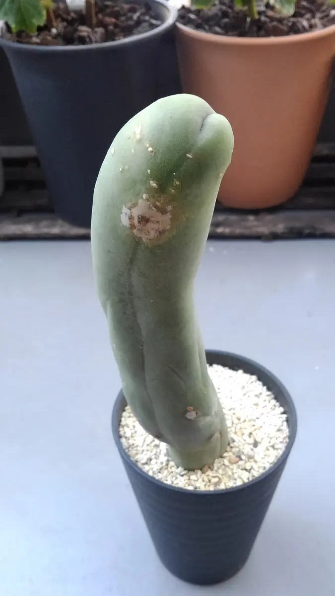 成る程柱 サボテン 珍宝閣 ブランチ なるほど柱 成程柱