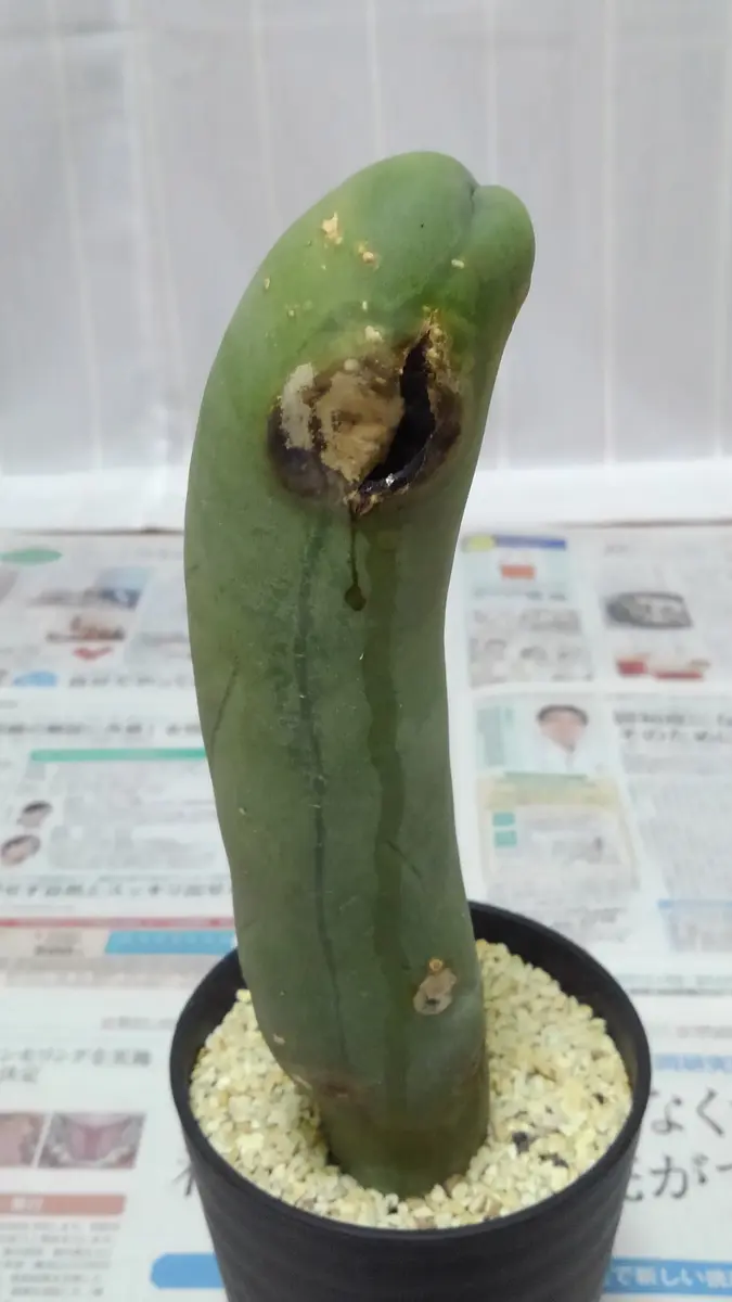 なるほど柱 奮闘す｜そだレポ（栽培レポート）byしろばな｜みんなの