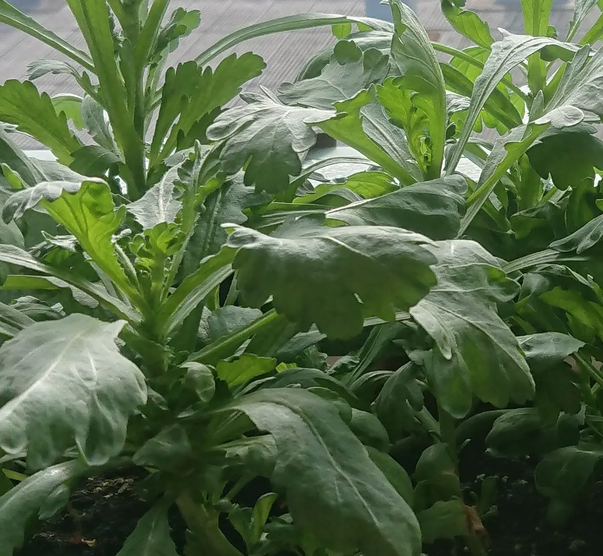 大葉 春菊 栽培
