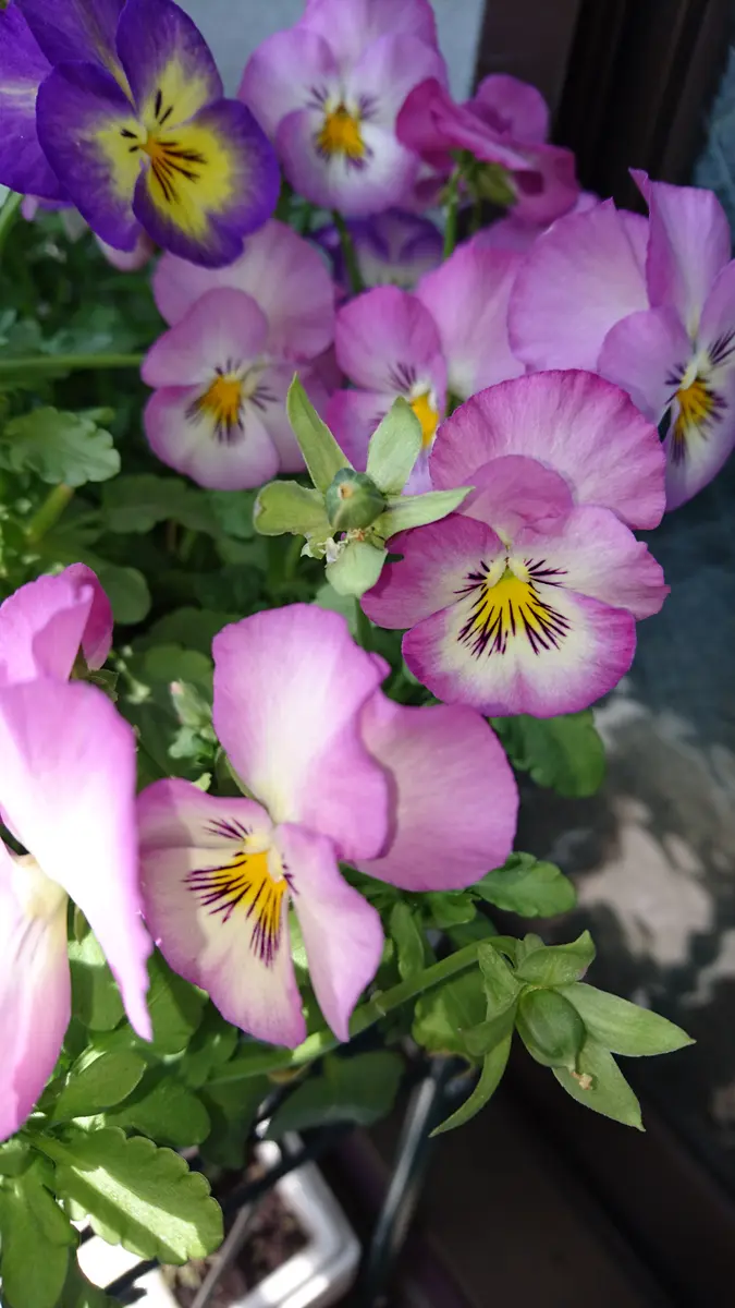 MIYABI さまＬＡ1１♥ビオラレディ ♥希少♥人気品種♥花苗ポットごと発送 MIYABI さまLA11♥ビオラレディ ♥希少♥人気品種♥花苗ポットごと発送