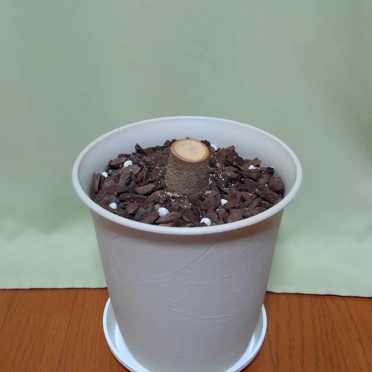 エバーフレッシュは気にしない 運命のいたずらなんて｜そだレポ
