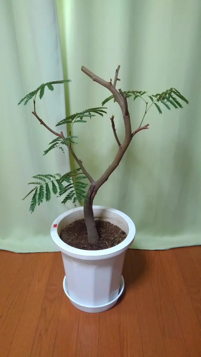 こんにちは。エバーフレッシュについてご相談させていただきま