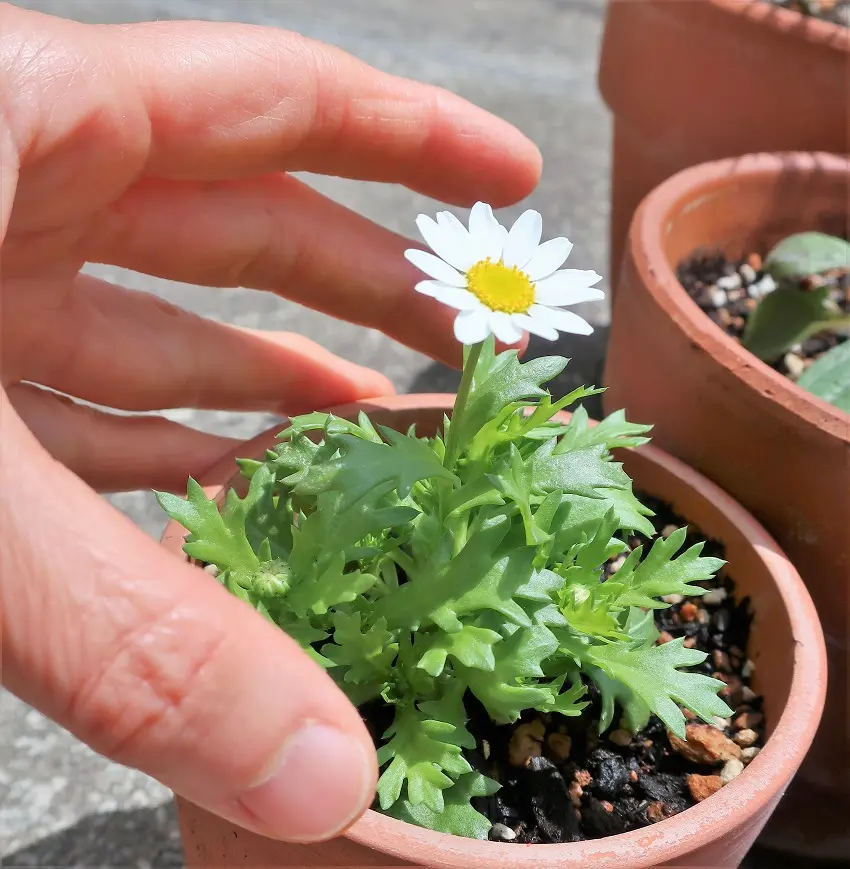 ノースポール（こぼれ種を育てた）｜そだレポ（栽培レポート）byゆりYO