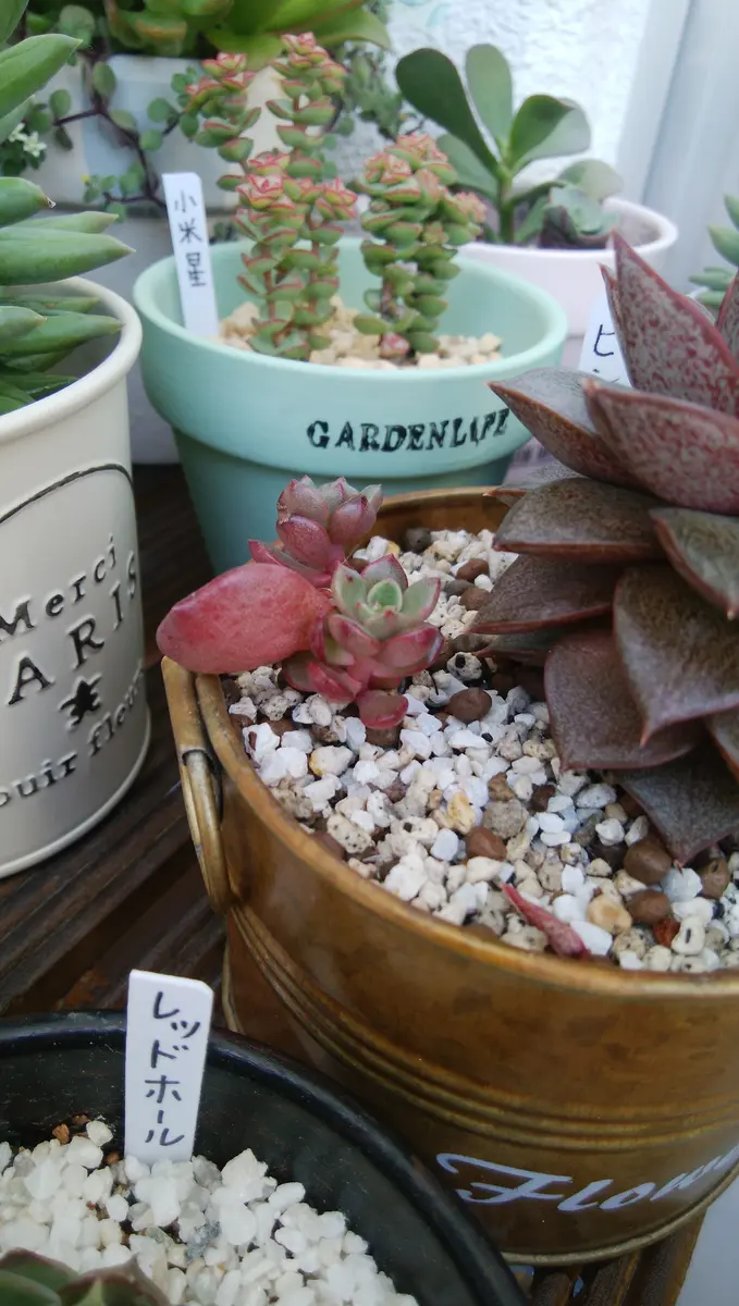 ピンクルルビー 仕立て直しの巻😄｜そだレポ（栽培レポート）byぷぅに