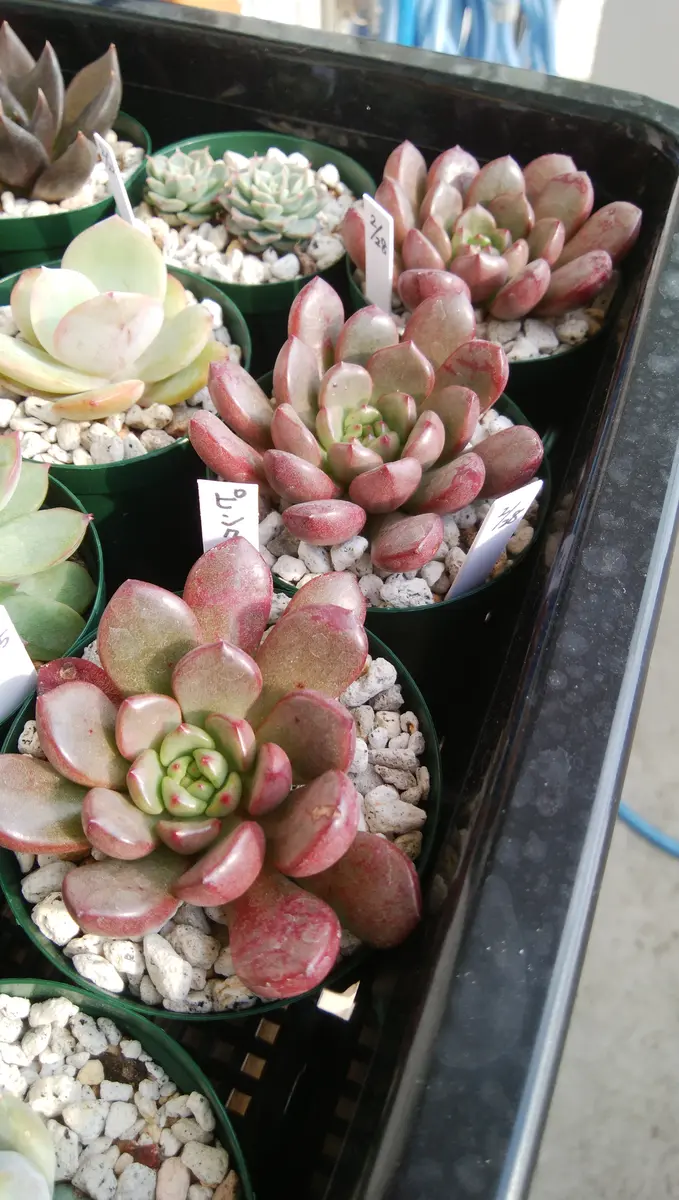 ピンクルルビー 仕立て直しの巻😄｜そだレポ（栽培レポート）byぷぅに