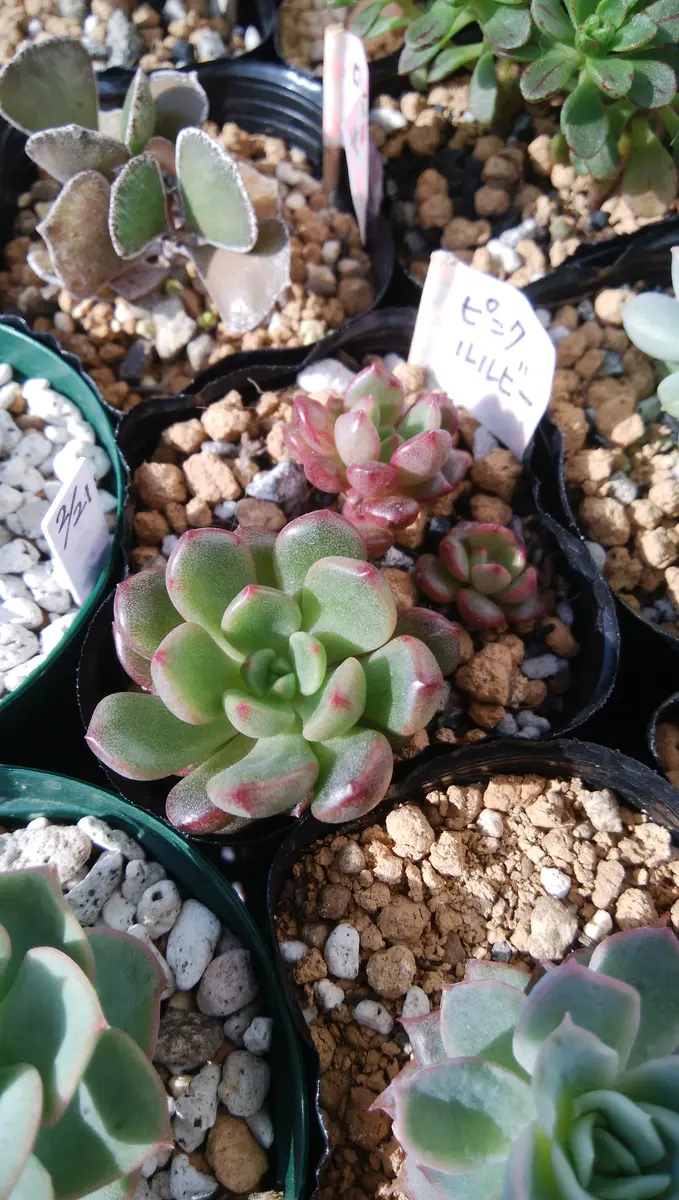 ピンクルルビー 仕立て直しの巻😄｜そだレポ（栽培レポート）byぷぅに