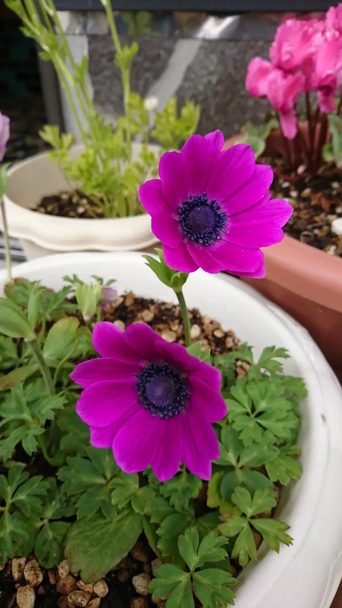 アネモネフルゲンス球根から｜そだレポ（栽培レポート）bypigpig