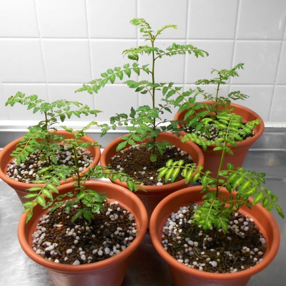 山椒の実生栽培に挑戦｜そだレポ（栽培レポート）byFitófilo｜みんなの