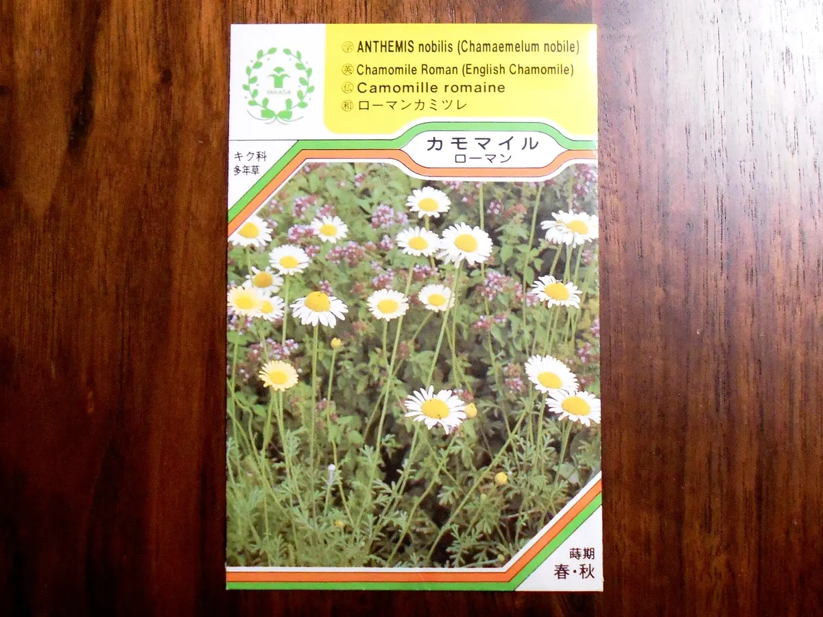 ローマンカモミールを種から（ハーブ栽培）｜そだレポ（栽培レポート