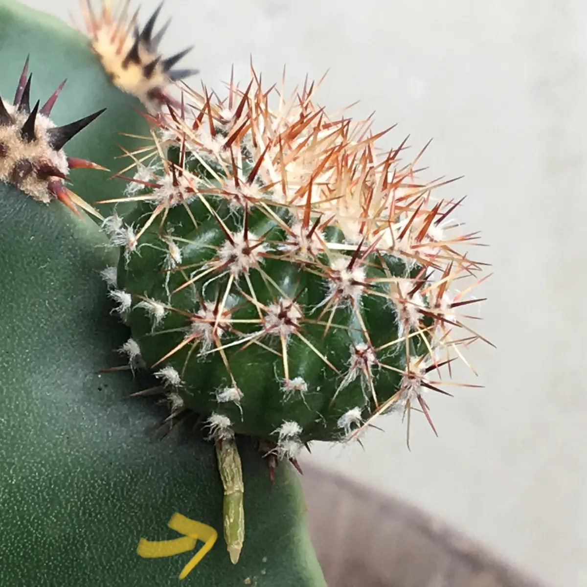 サボテン 美女丸hyb カキコ2個 サボテン 美女丸hyb カキコ2個 【公式通販】