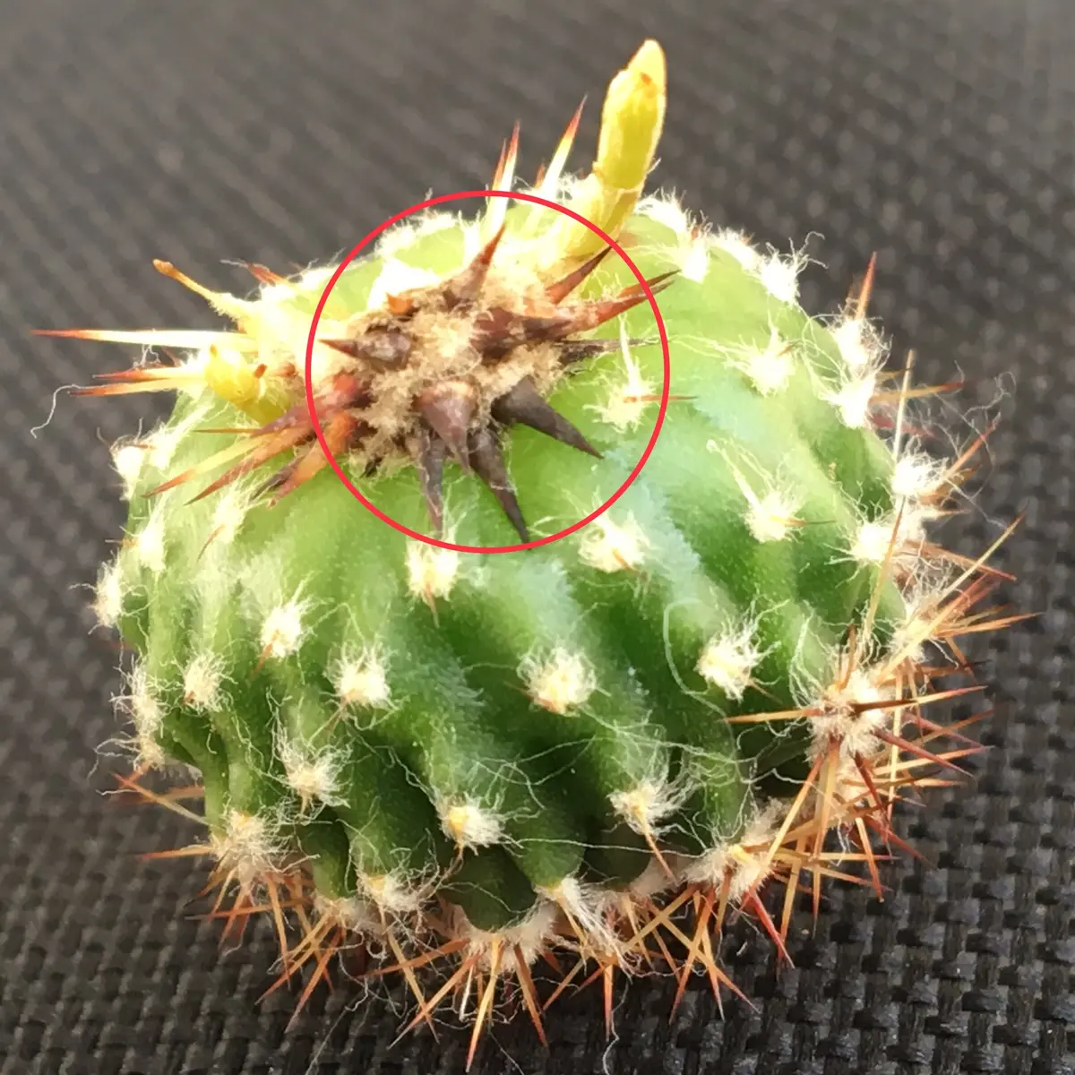 短毛丸(たんげまる)】カキ子｜そだレポ（栽培レポート）by湯島臥牛