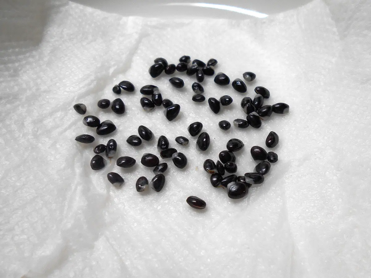 アケビのす アケビとミツバアケビを種から（山野草栽培）｜そだレポ（栽培レポート