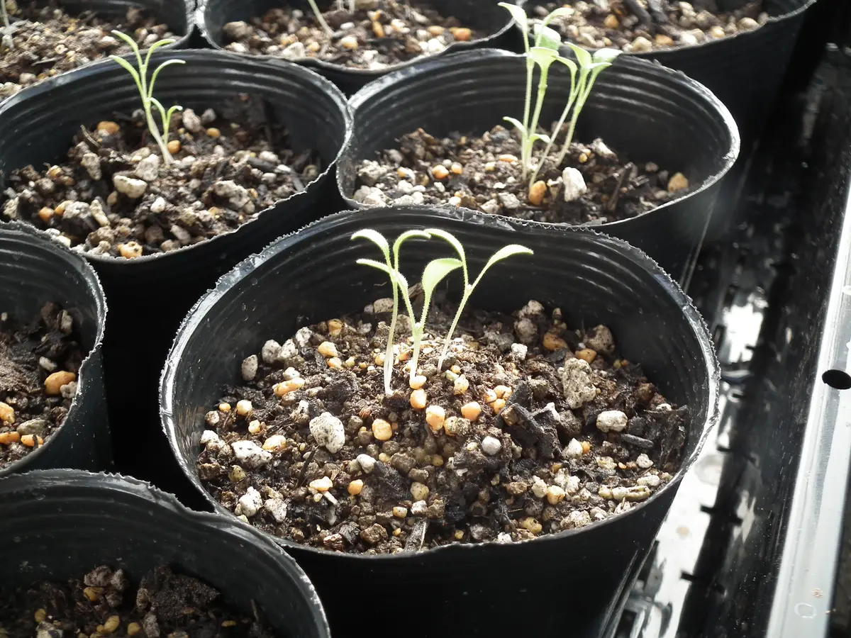 園芸初心者＠ネモフィラの栽培に挑戦！｜そだレポ（栽培レポート