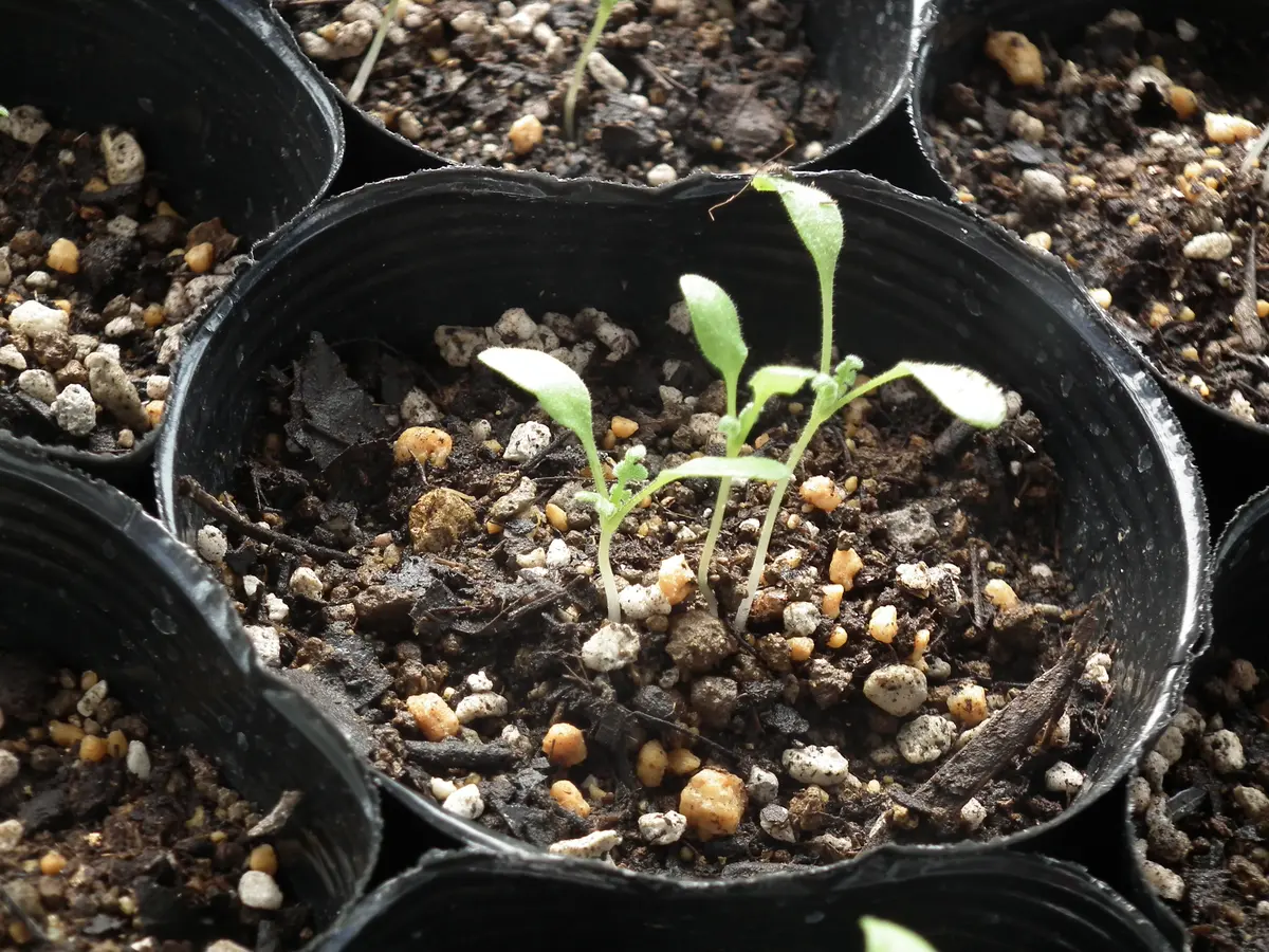 園芸初心者＠ネモフィラの栽培に挑戦！｜そだレポ（栽培レポート