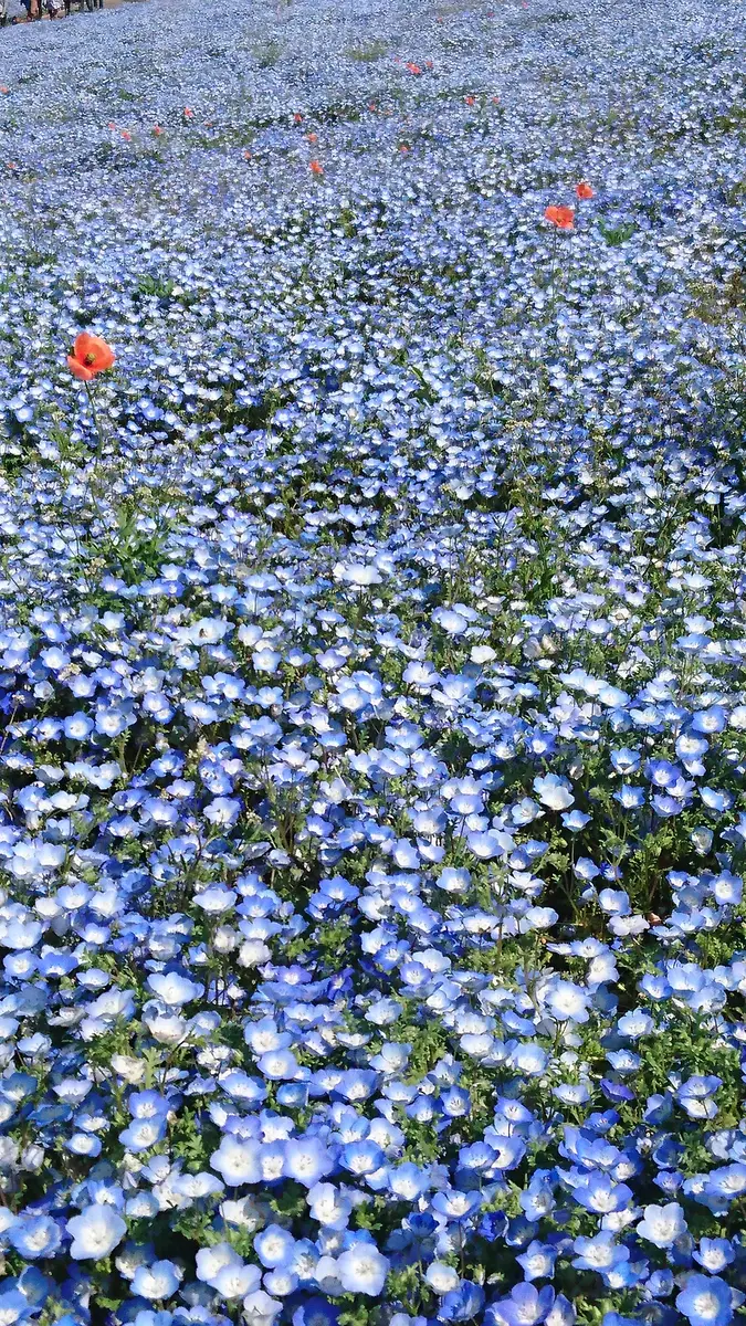 園芸初心者＠ネモフィラの栽培に挑戦！｜そだレポ（栽培レポート