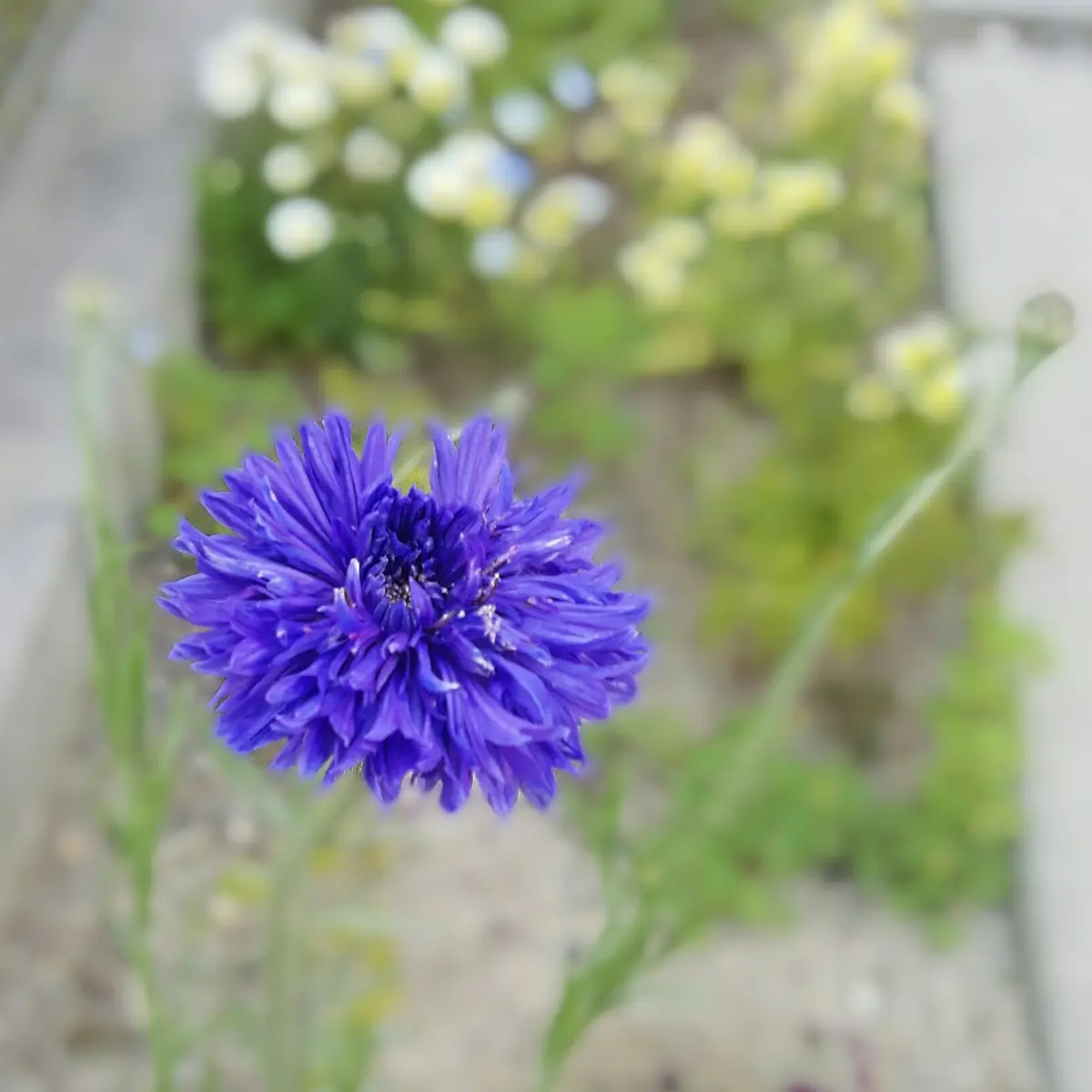 ♢矢車草ページです♢ ヤグルマギク | Centaurea cyanus | かぎけん花図鑑