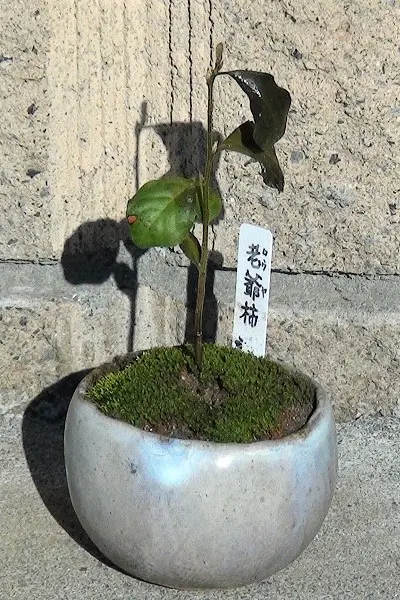 老爺柿 ４年生ぐらい 雌木です 老爺柿 4年生ぐらい 雌木です 老爺柿 4年生ぐらい 雌木です