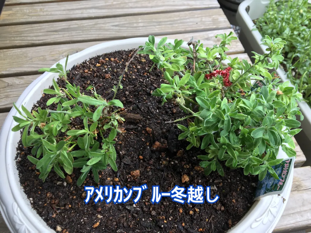 fin；アメリカンブルーの挿し木からの成長記録と親株の冬越し｜そだ