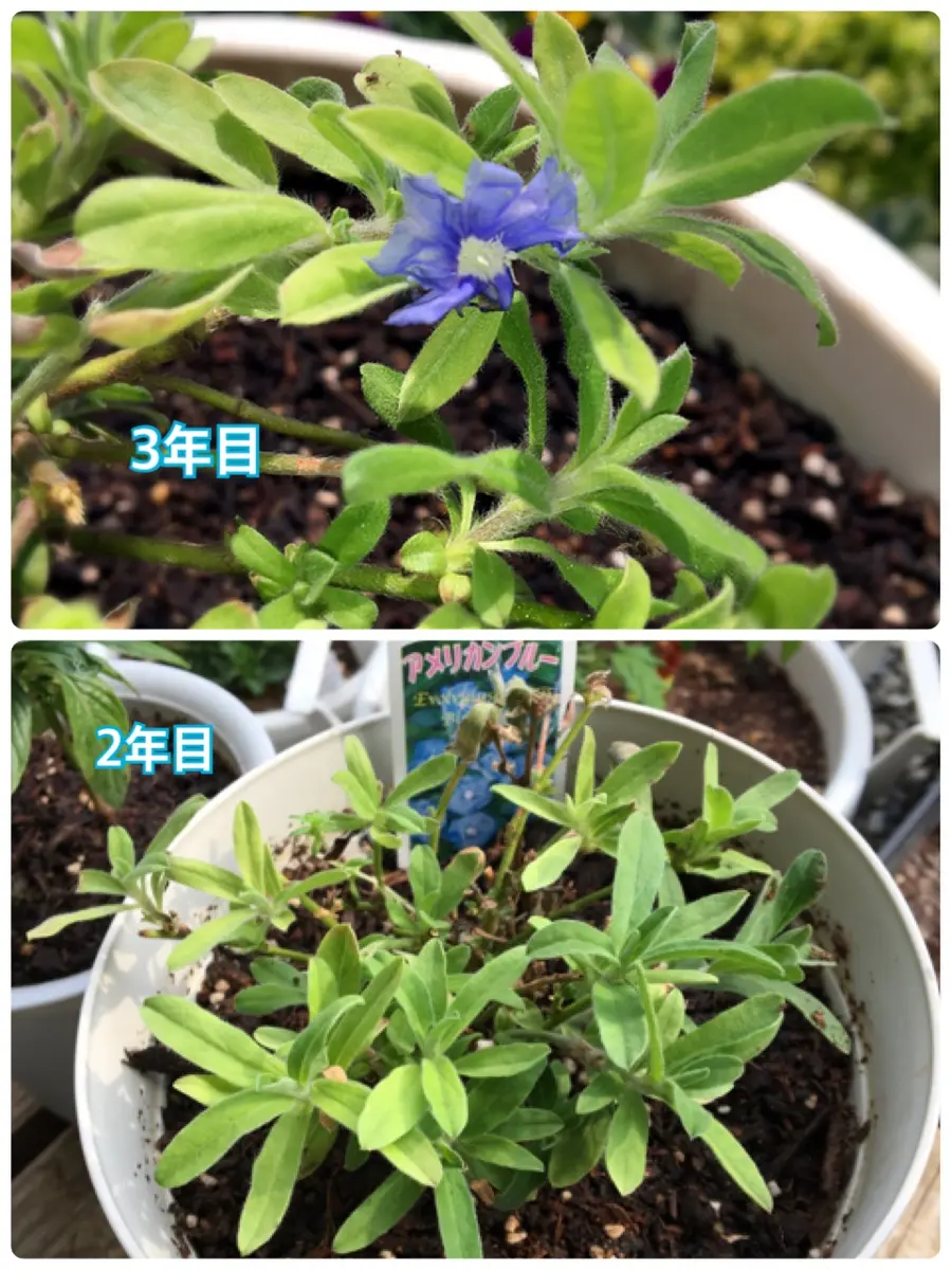 fin；アメリカンブルーの挿し木からの成長記録と親株の冬越し｜そだ