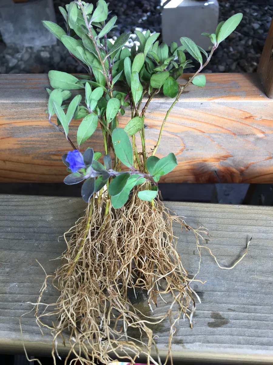 fin；アメリカンブルーの挿し木からの成長記録と親株の冬越し｜そだ