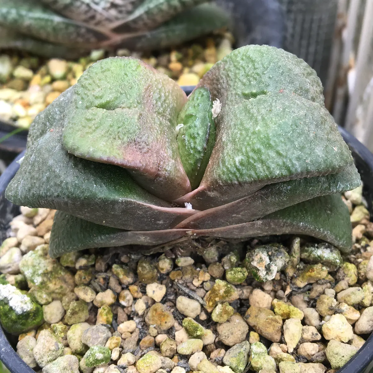 レア ガステリア 軍配恐竜×臥牛 特大 仔株2つ付き 5号ブラックポット 軍配型ザラ肌ダルマ臥牛」｜そだレポ（栽培レポート）by湯島臥牛